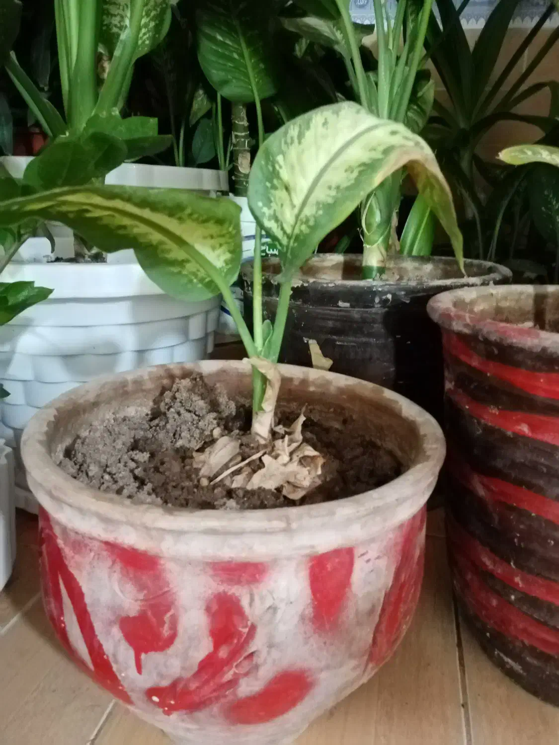 گل دیفن خوشکل وشاداب|گل و گیاه طبیعی|فیروزآباد (فارس), |دیوار