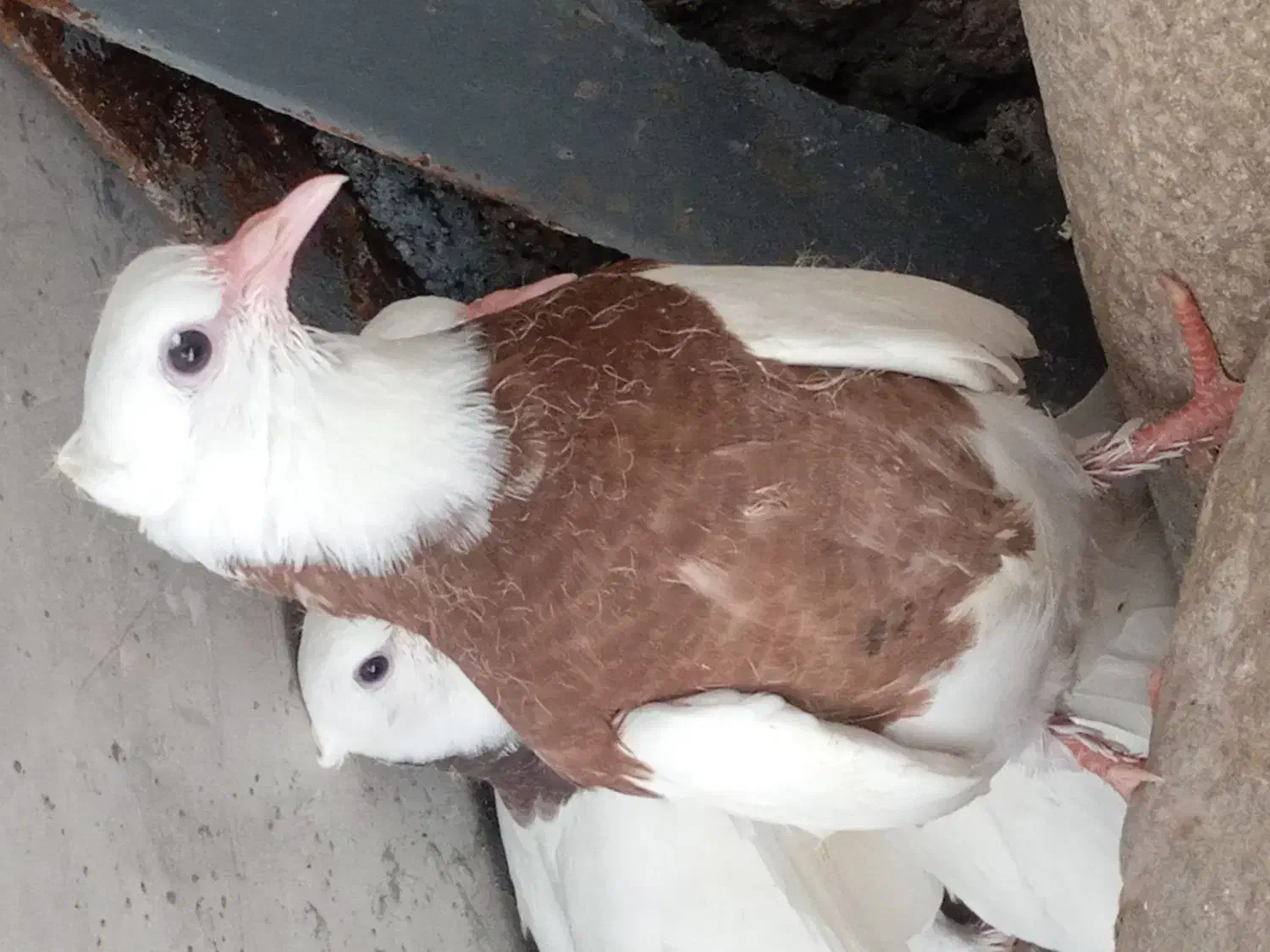 جفت جوجه طوقی|پرنده|سمیرم, |دیوار