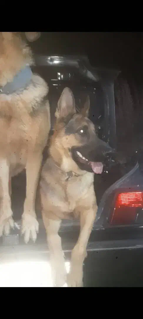 سگ ژرمن ورک|سگ|برخوار, |دیوار