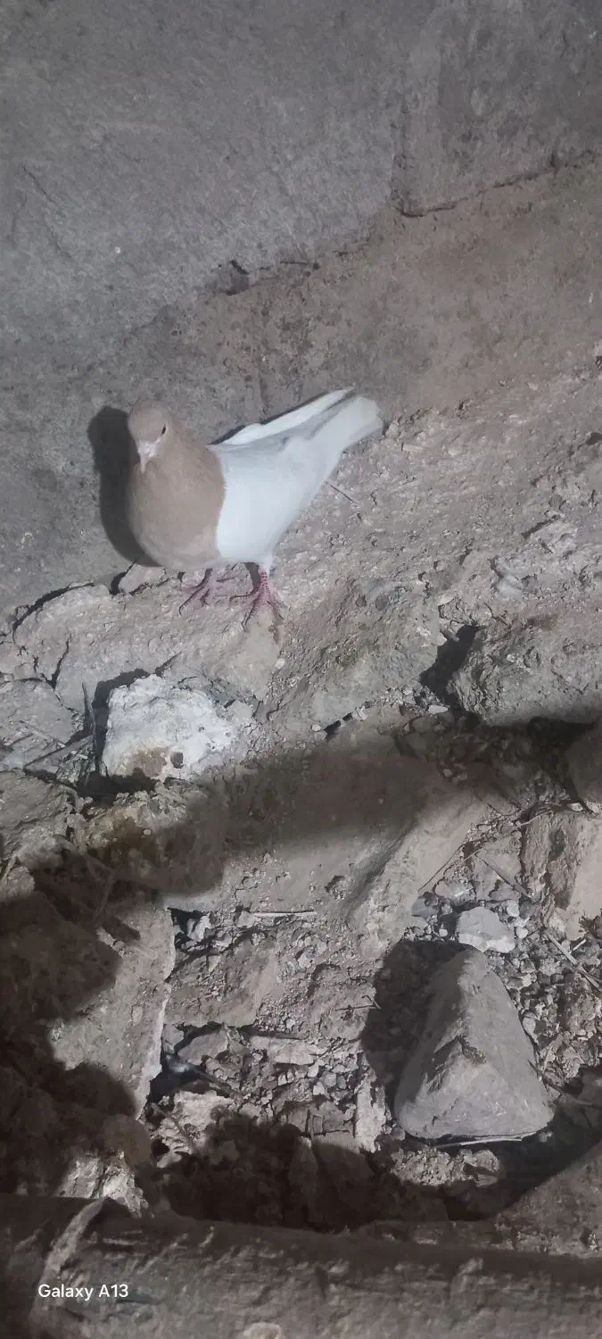 کبوتر ماده خوب|پرنده|ابهر, |دیوار