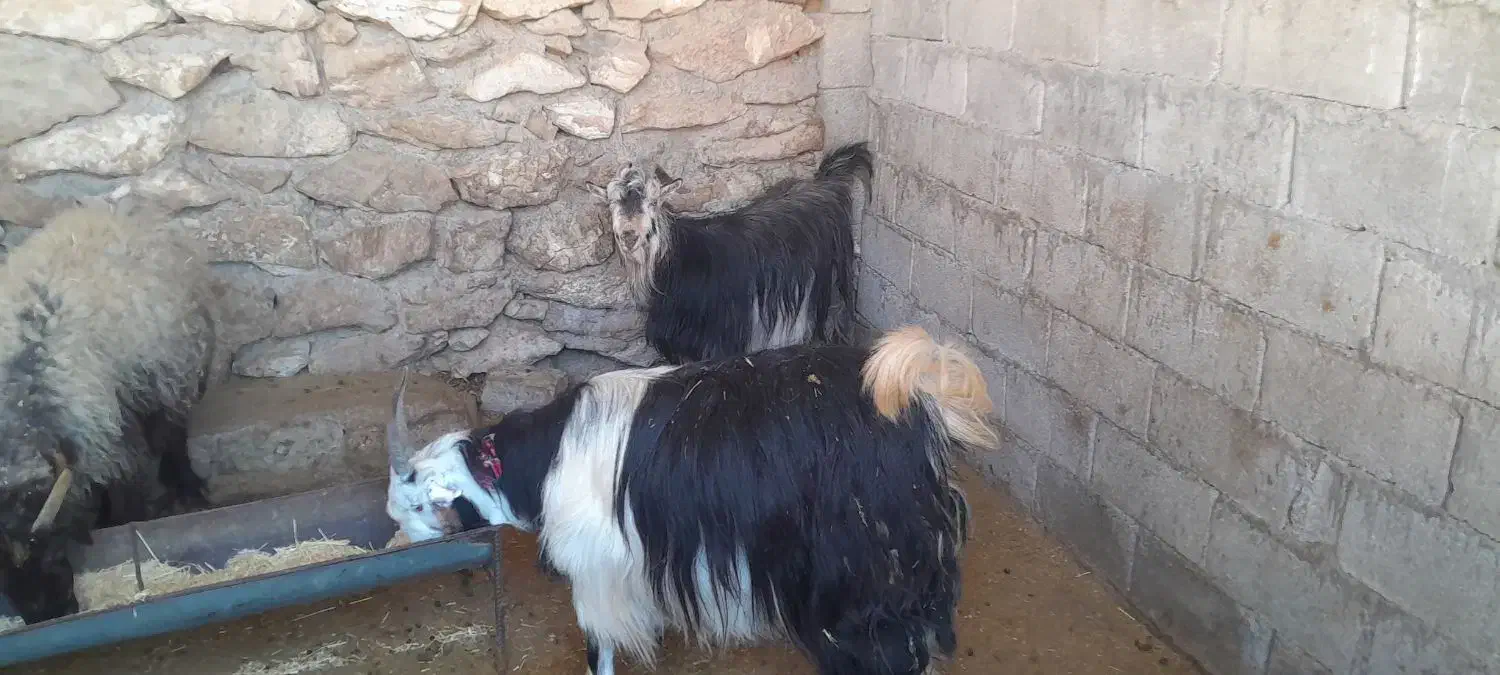 بز ابستن|حیوانات مزرعه|مسجد سلیمان, |دیوار