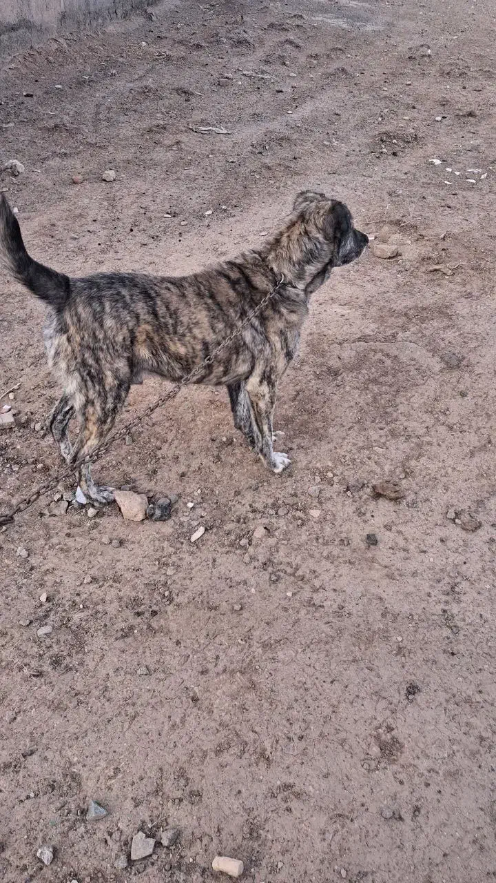 سگ ۳ساله نر|سگ|سبزوار, کهنه آب|دیوار