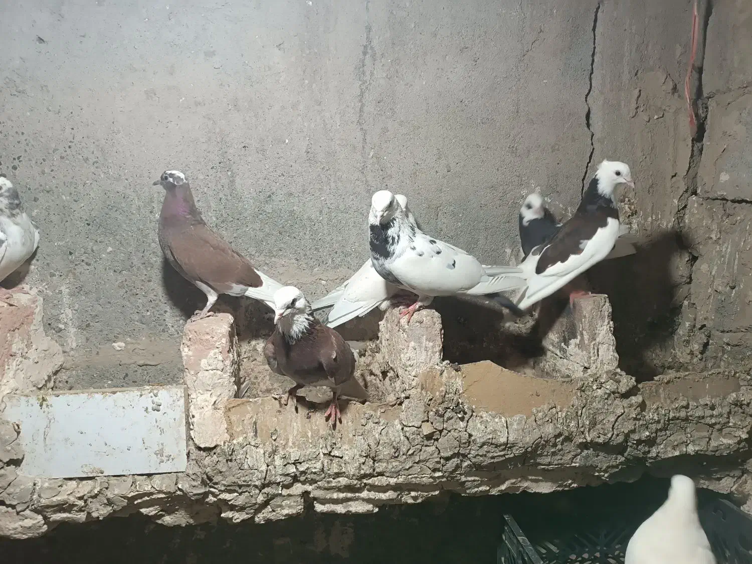 کبوتر|پرنده|میناب, |دیوار