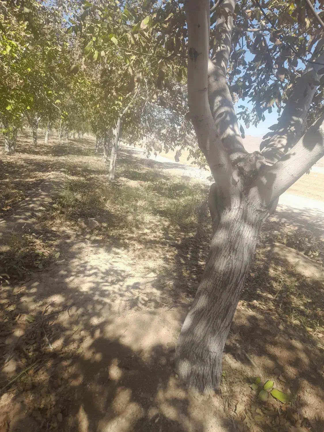 فروش چوب گردو|خدمات باغبانی و درختکاری|مبارکه, |دیوار