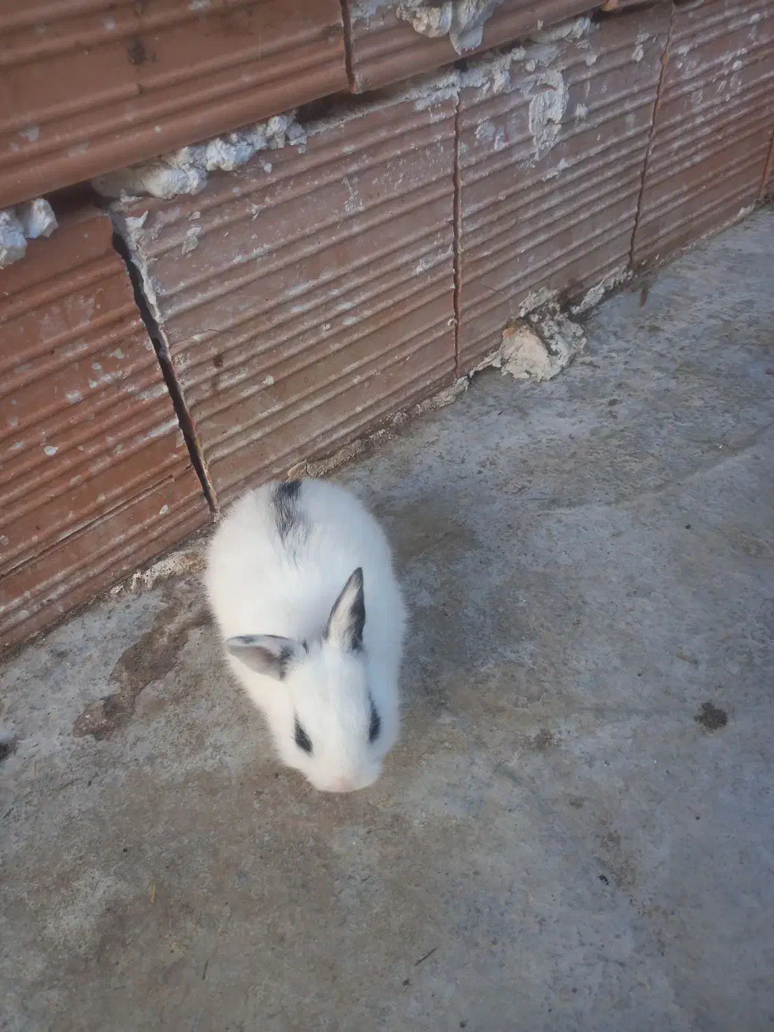 خرگوش لوپ و معمولی|موش و خرگوش|گرگان, |دیوار