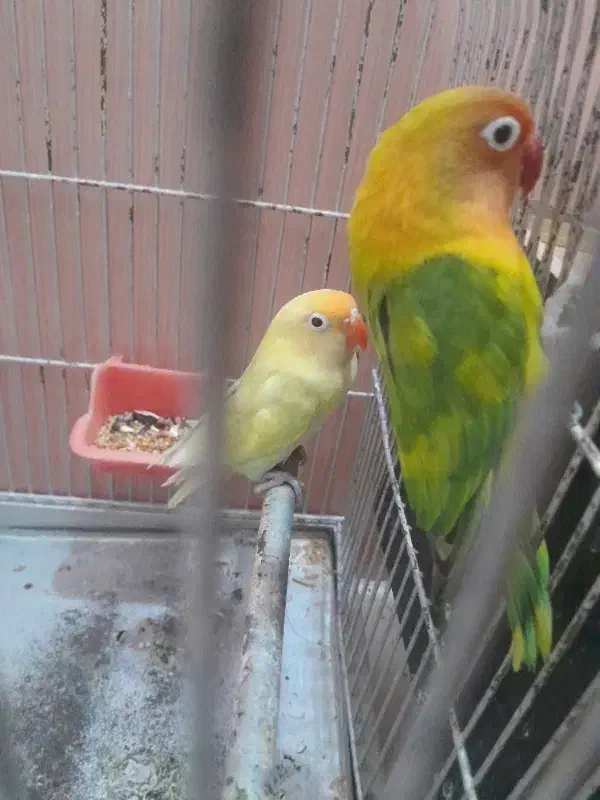 طوطی برزیلی|پرنده|اردبیل, |دیوار