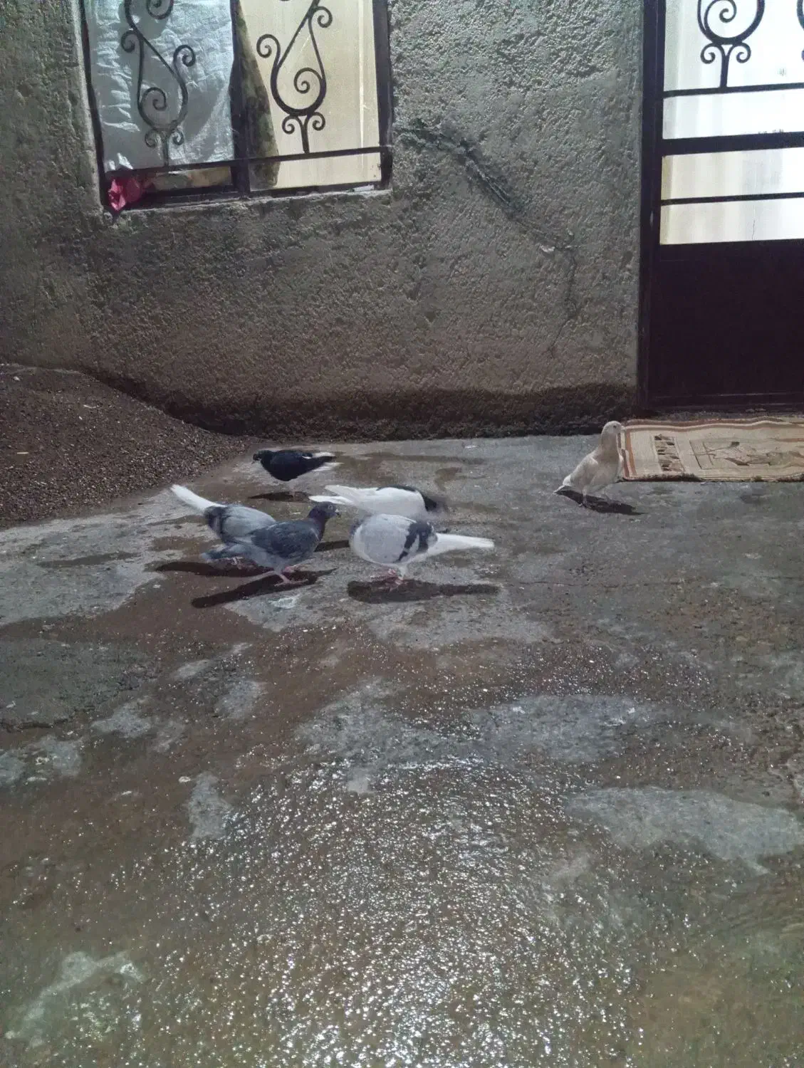 کبوتر|پرنده|بشاریات, |دیوار