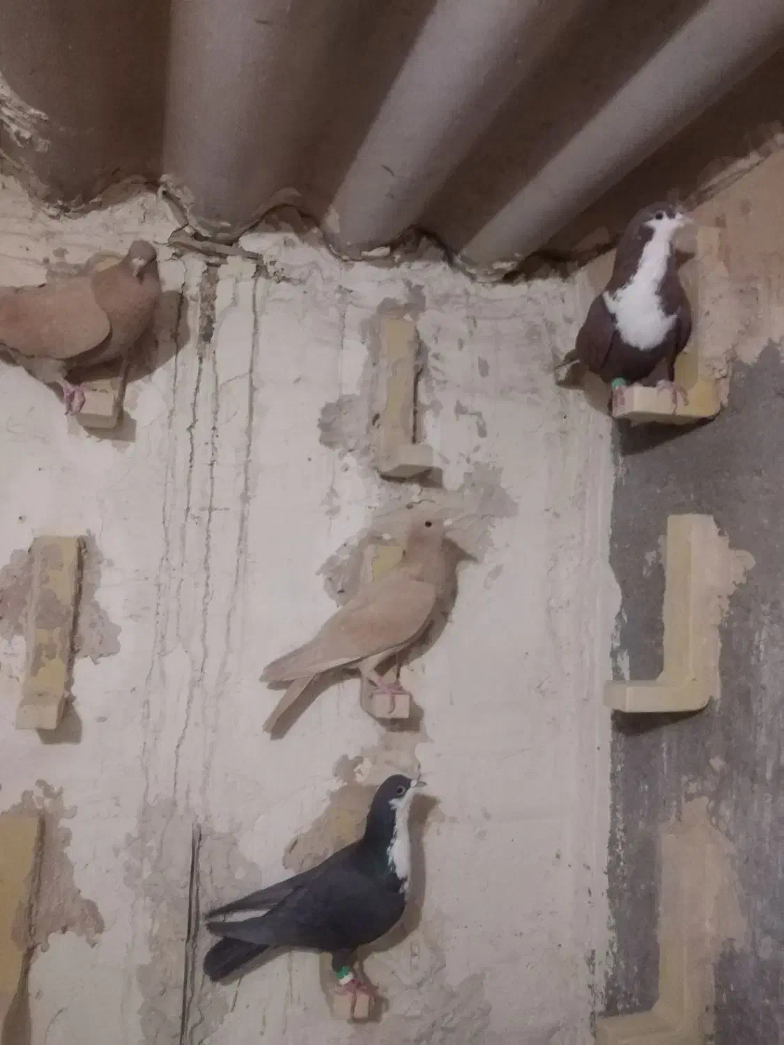 کرواتی وزردکرمونی وجوجه کاکلی|پرنده|تربت‌حیدریه, شهرک ولیعصر|دیوار