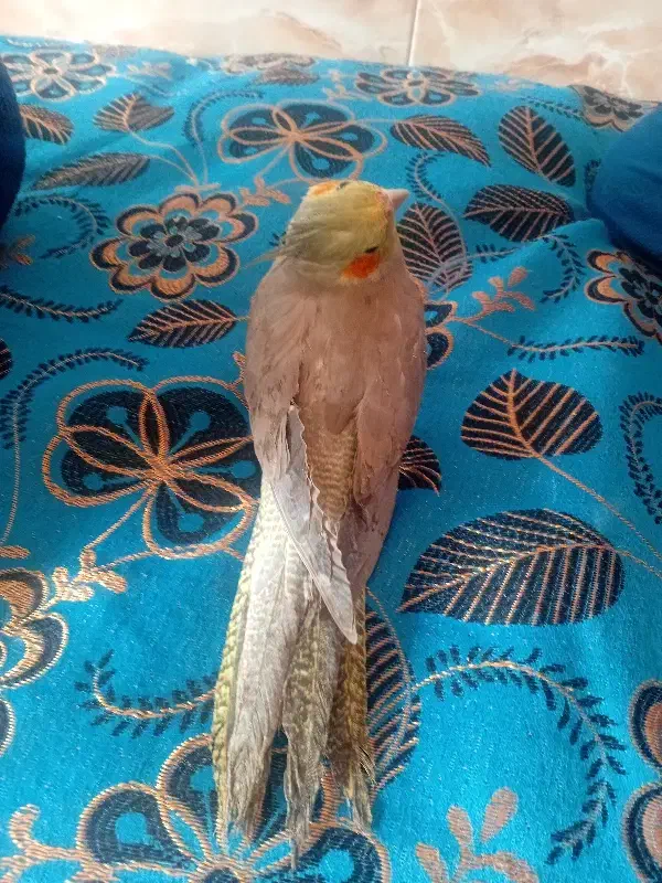 عروس هلندی(لیمو،فندوق)|پرنده|ساوه, |دیوار