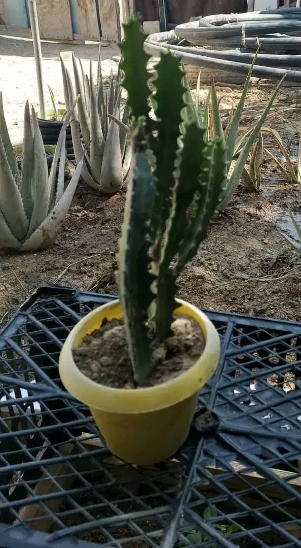 گل ها فروشی|گل و گیاه طبیعی|کنارک, |دیوار