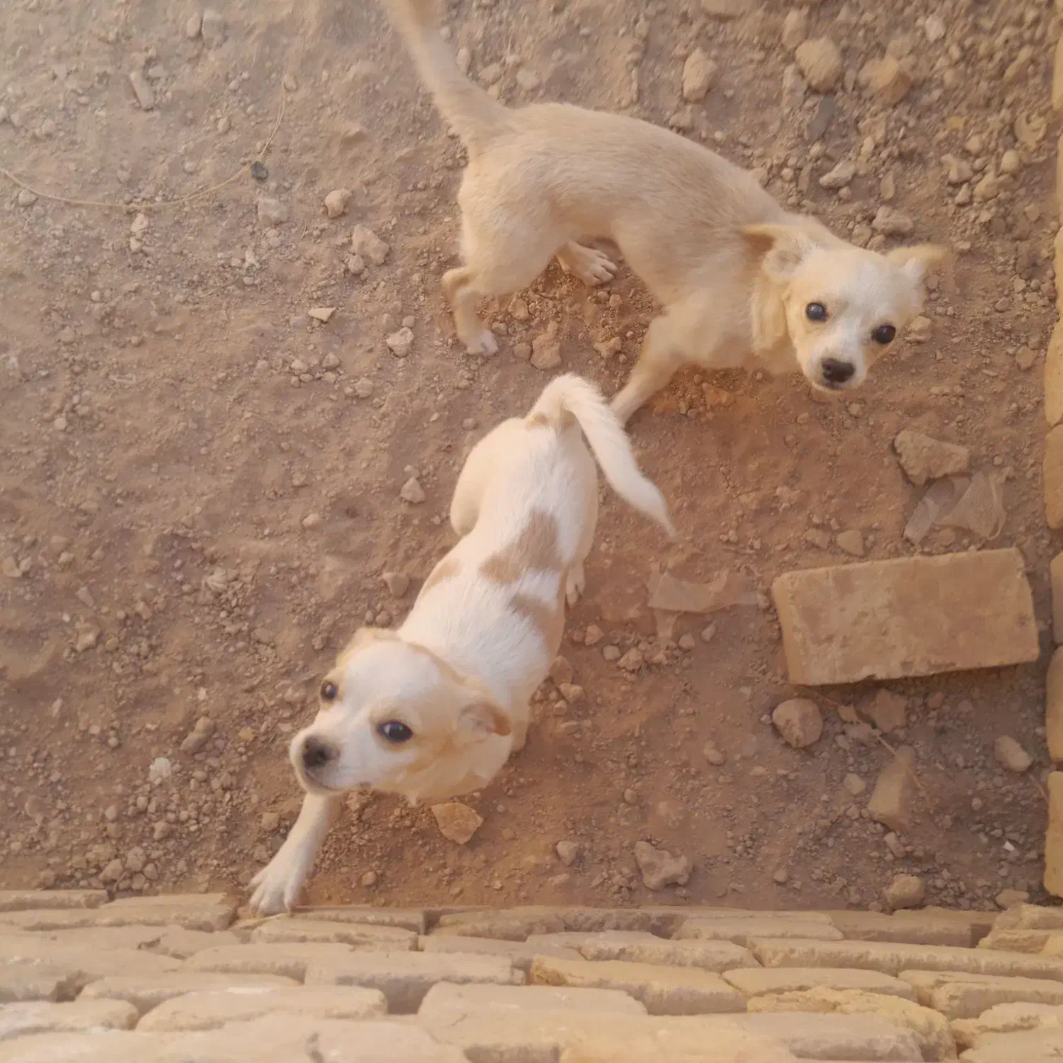 سگ خونگی تربیت شده|سگ|اسفرورین, |دیوار