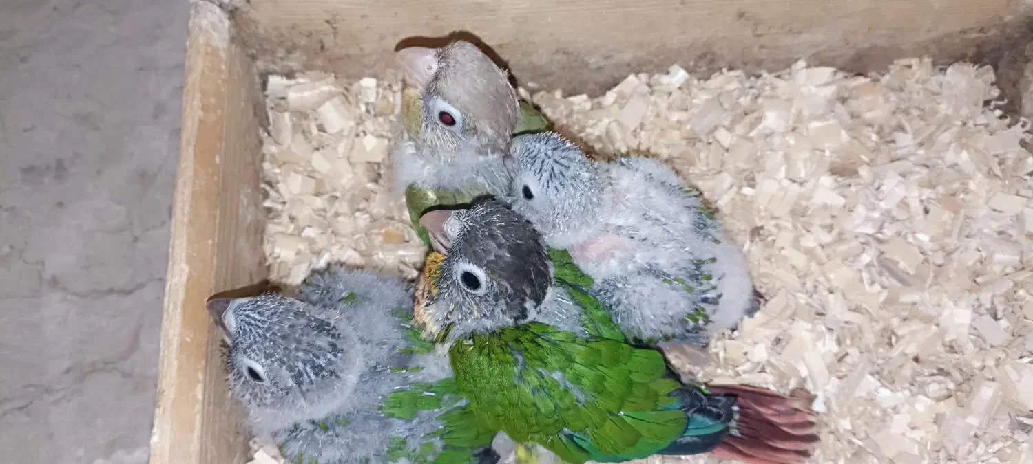 گرینچیک سرلاکی و دونخور|پرنده|مبارکه, |دیوار