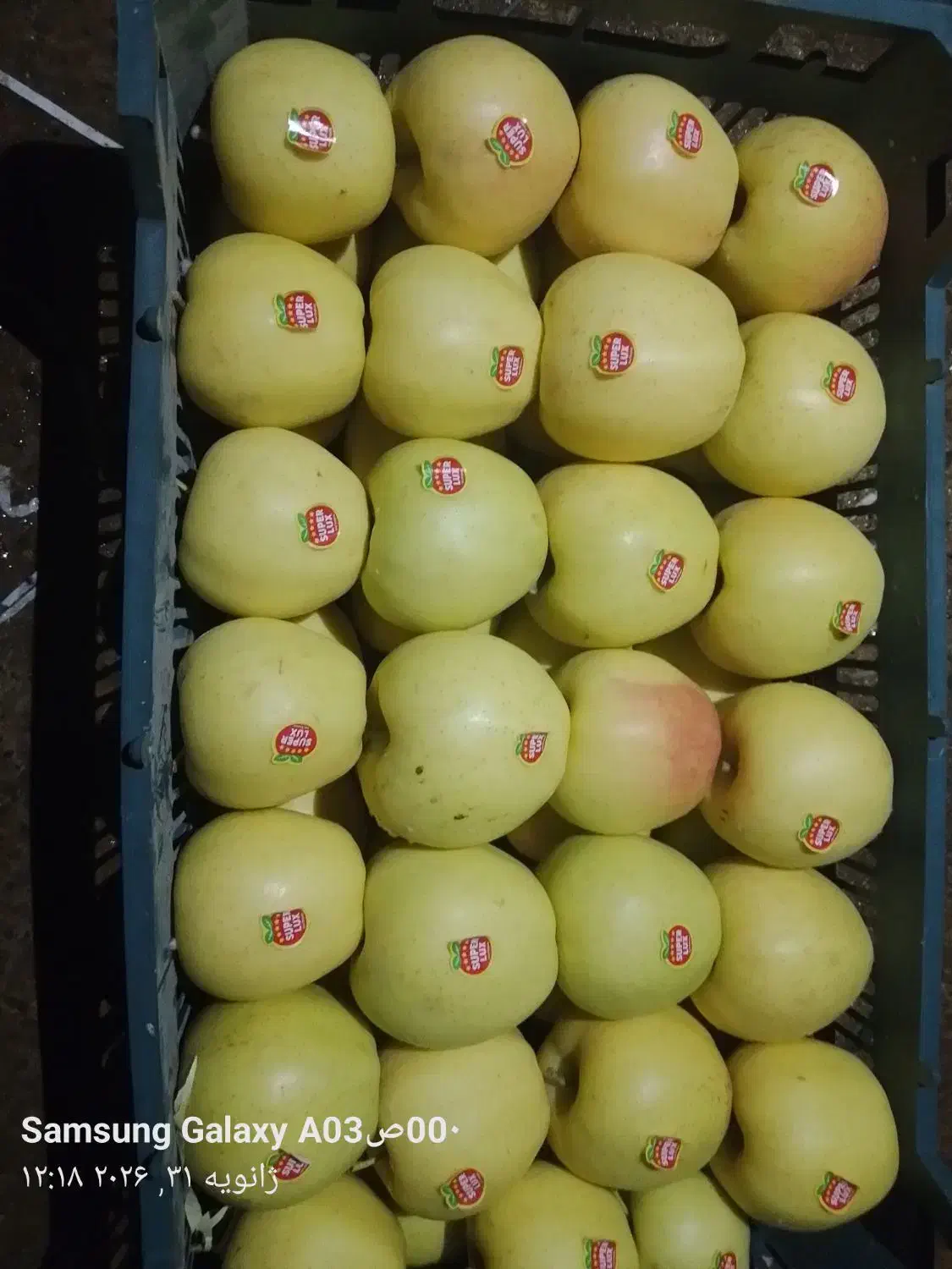 سیب زرد|خدمات باغبانی و درختکاری|صومای برادوست, |دیوار