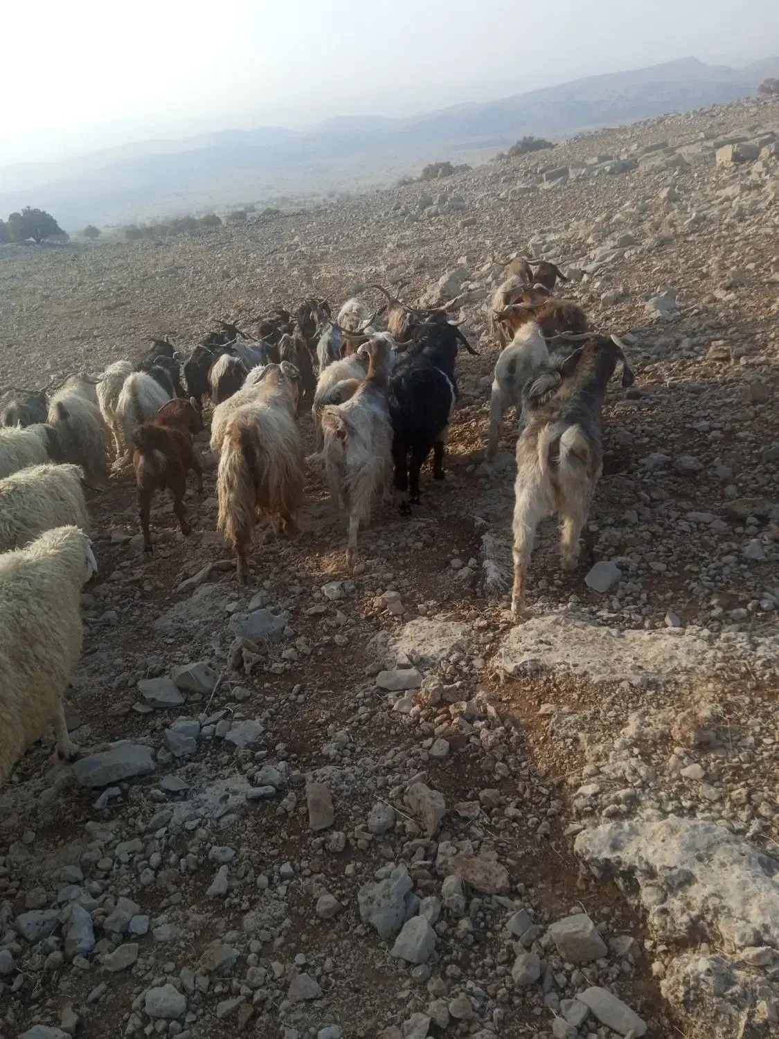 بز داشتی و گوشتی|حیوانات مزرعه|اندیمشک, |دیوار