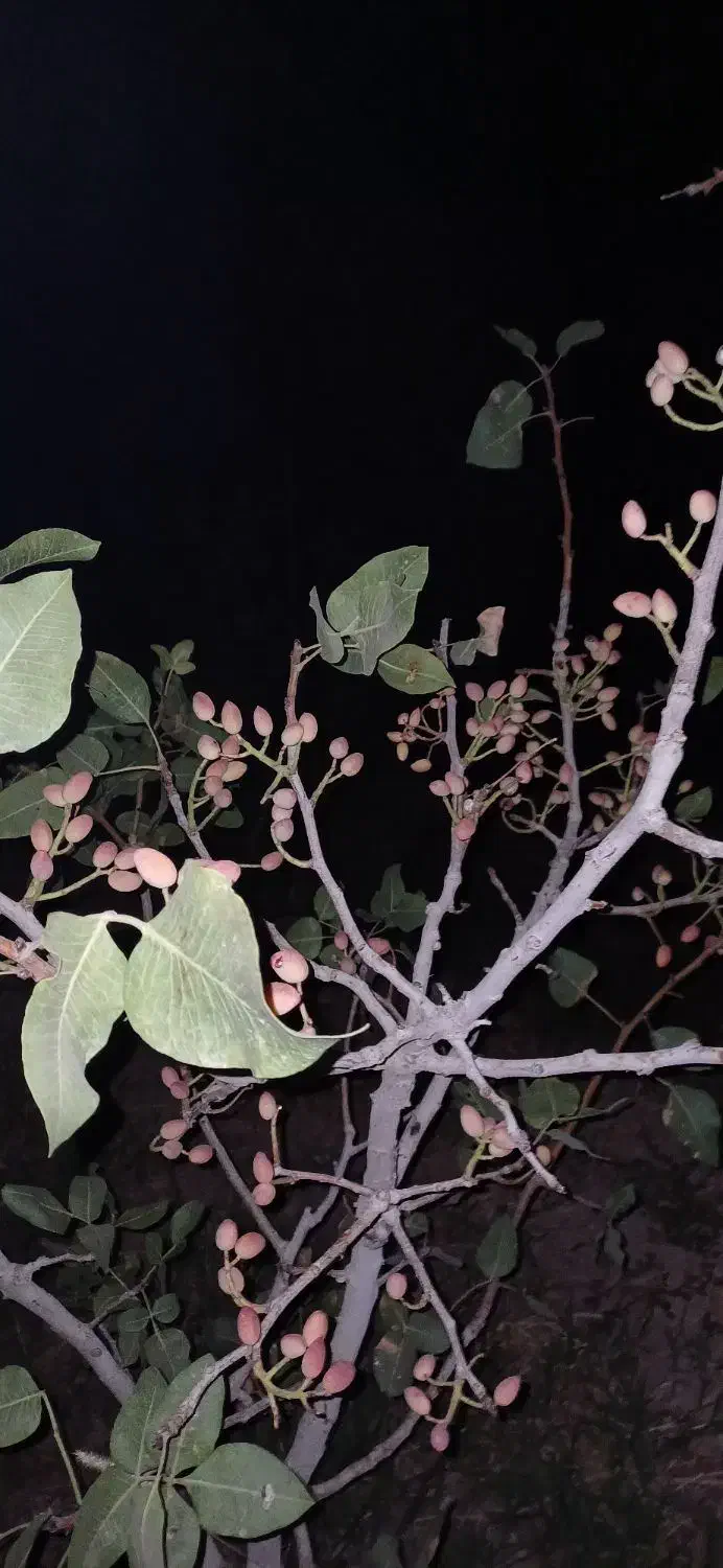 فروش باغ داخل بافت شهریامچی دوربرمسکونی|فروش زمین و ملک کلنگی|یامچی, |دیوار