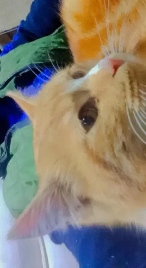 گربه گمشده|گربه|مریوان, |دیوار