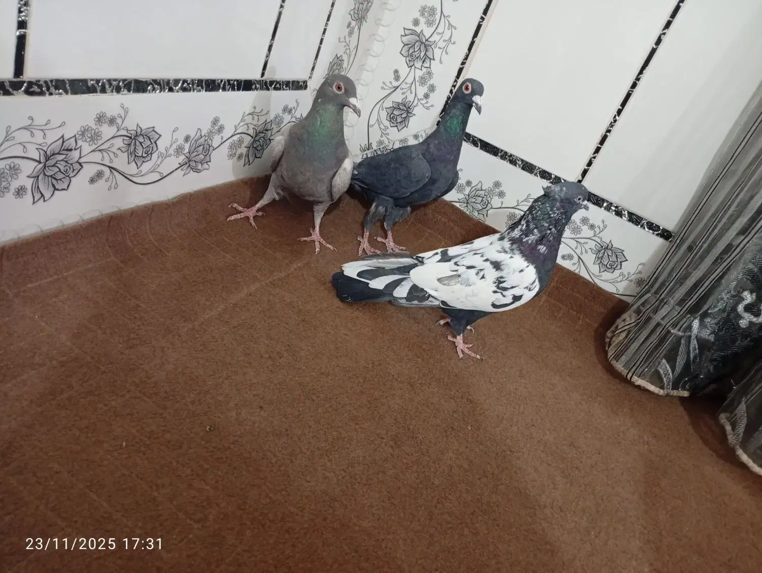 کبوتر|پرنده|زابل, |دیوار