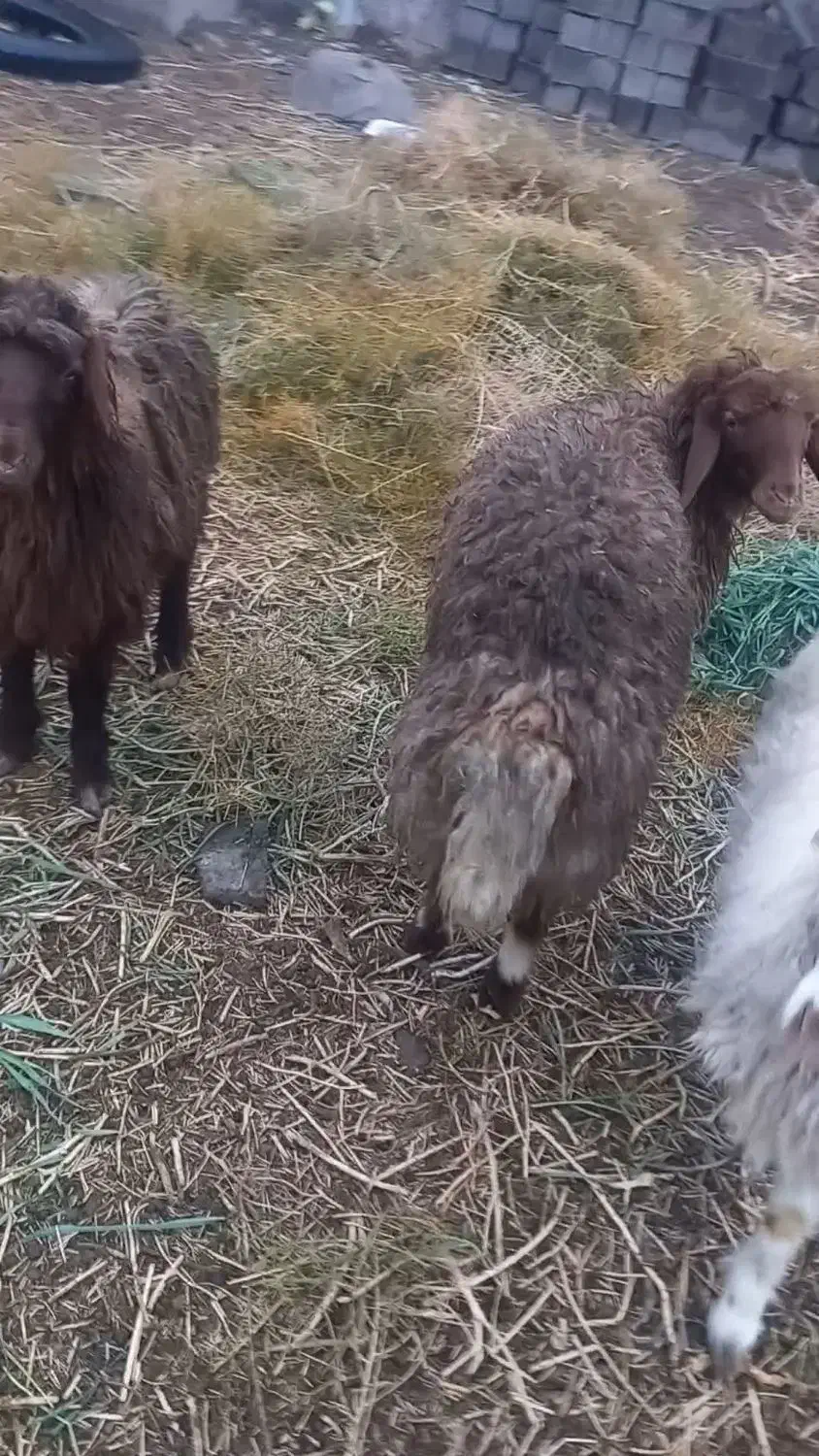 بره پای پلوار|حیوانات مزرعه|سلامی, |دیوار