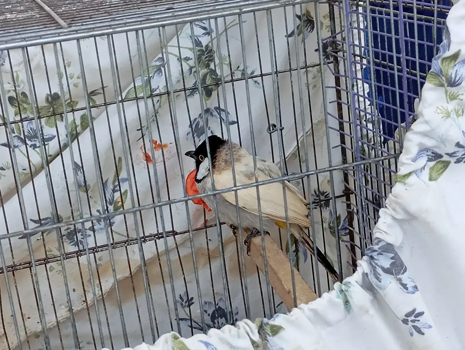 قفس پرون همراه پرنده|پرنده|اهواز, کوی کربن|دیوار