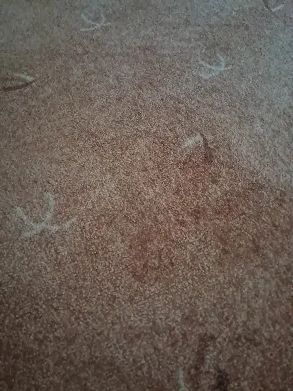 پالاز موکت|موکت|دهدشت, |دیوار