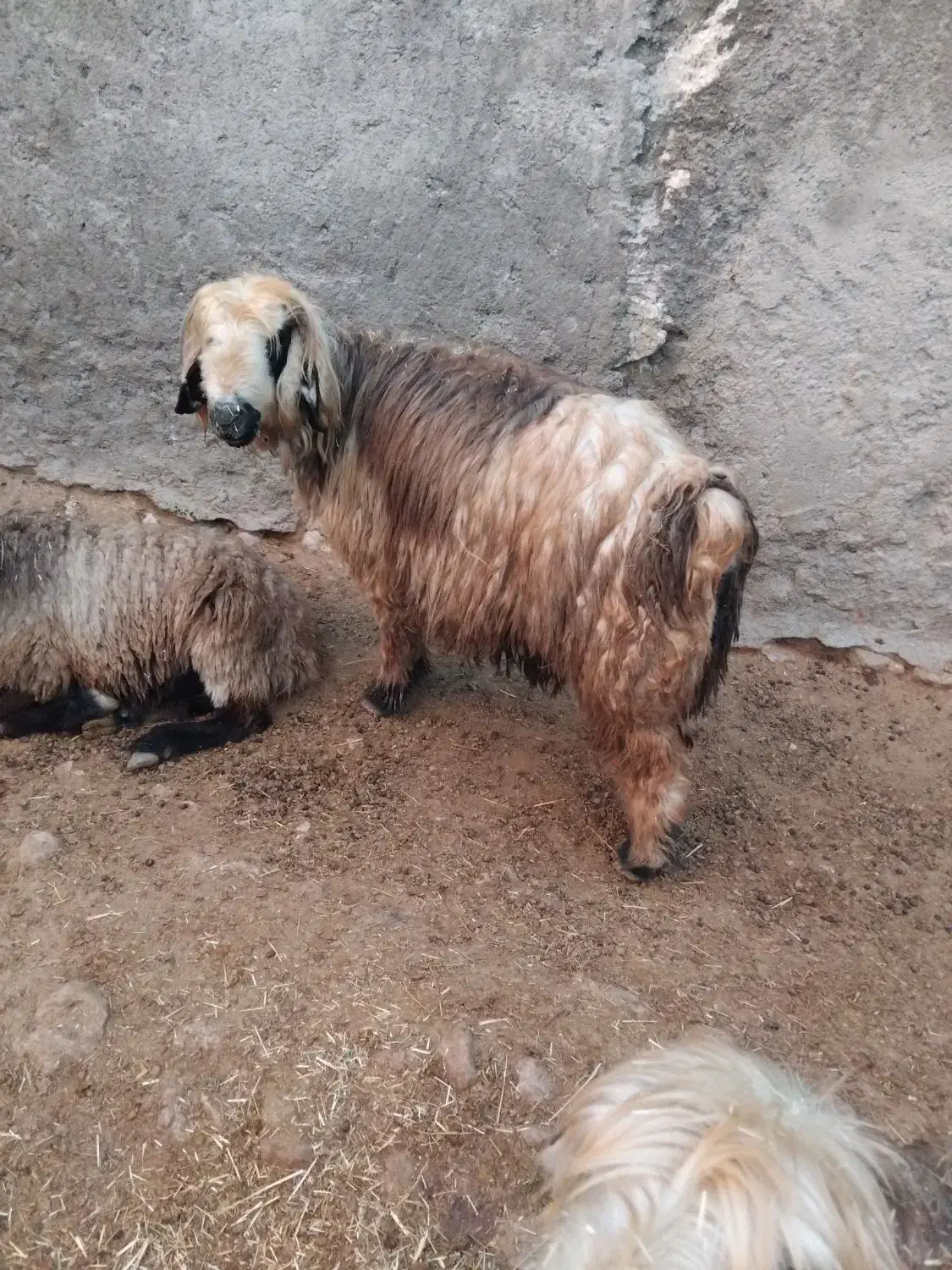 حیوانات مزرعه|حیوانات مزرعه|دهدشت, |دیوار