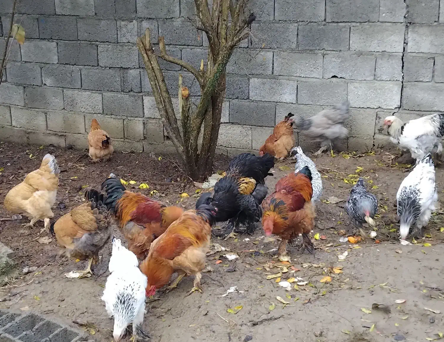 فروش مرغ و خروس برهما|حیوانات مزرعه|خرمآباد (تنکابن), |دیوار