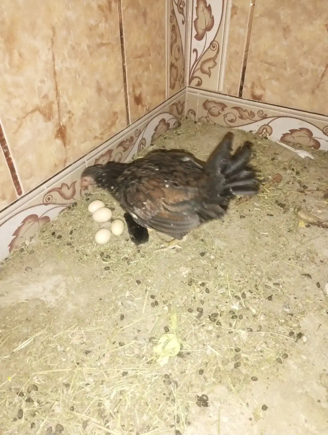 دوتا مرغ دشتی و یه جوجه و پنج تا تخم که پخته شدن|حیوانات مزرعه|ایرانشهر, |دیوار