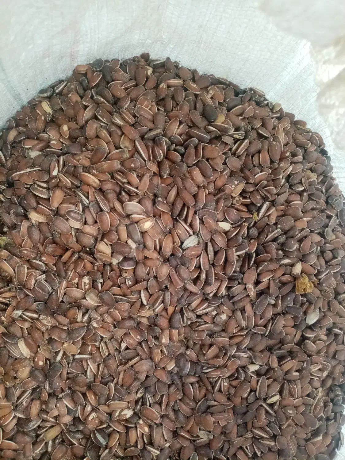 تخمه فندقی 80کیلو است وتخمه دانه بلند ژاپنی|خوردنی و آشامیدنی|تربت جام, شهید مدرس|دیوار