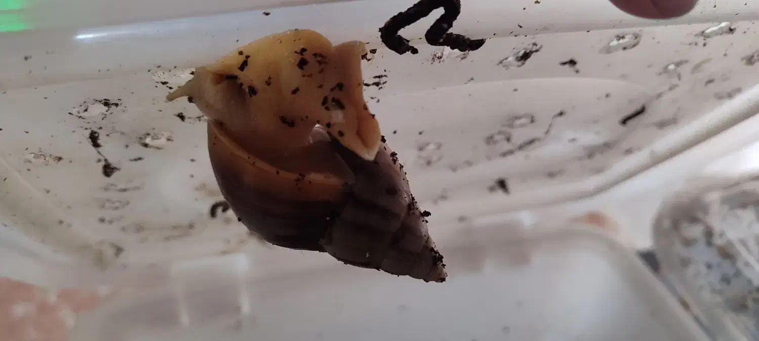 فروش حلزون|خزنده|اصفهان, شهرک امام زمان|دیوار