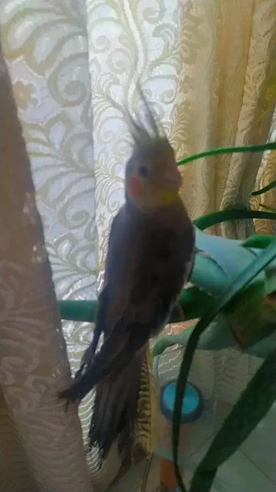 عروس هلندی|پرنده|محمدیه-قزوین, |دیوار