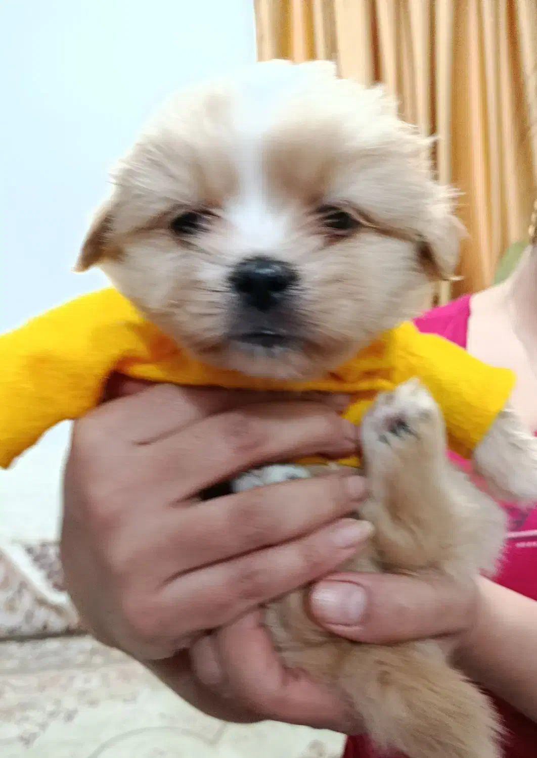 هاپو کوچولو نژاد شیتزو مالتیزو|سگ|رباطکریم, رباطکریم|دیوار