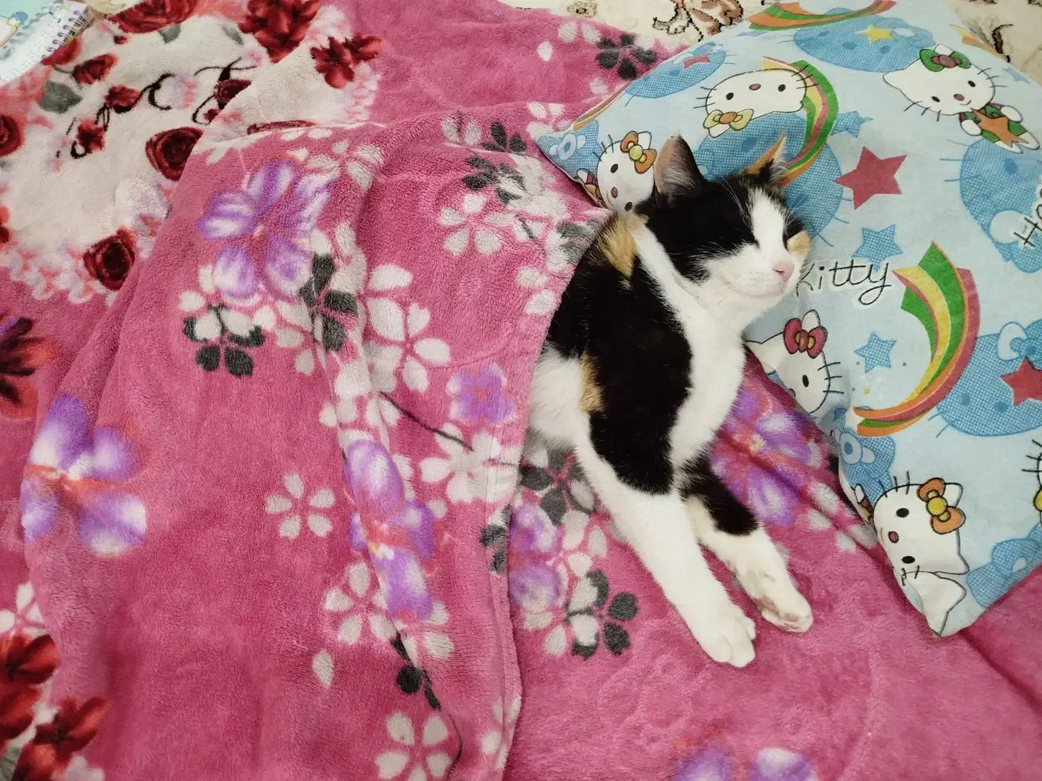 واگذاری گربه|گربه|آستانه اشرفیه, |دیوار