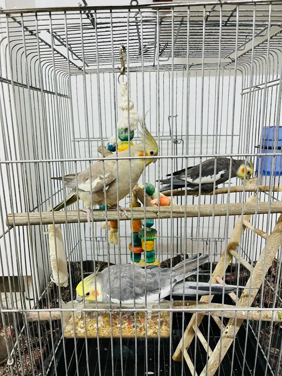 عروس هلندی نر و ماده|پرنده|ری, ظهیرآباد|دیوار