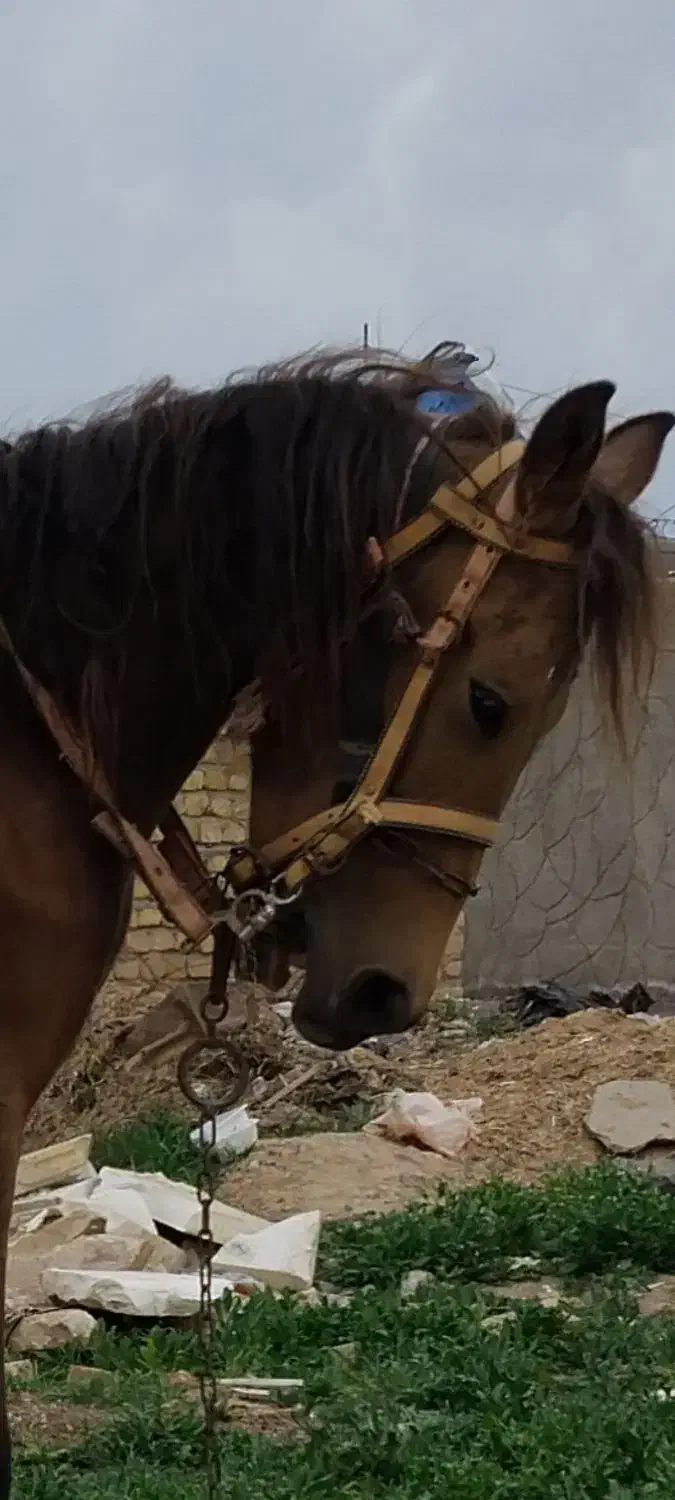 کره اسب نریون سن ۲ سال|اسب و تجهیزات اسب‌سواری|مشهد, پنجتن|دیوار