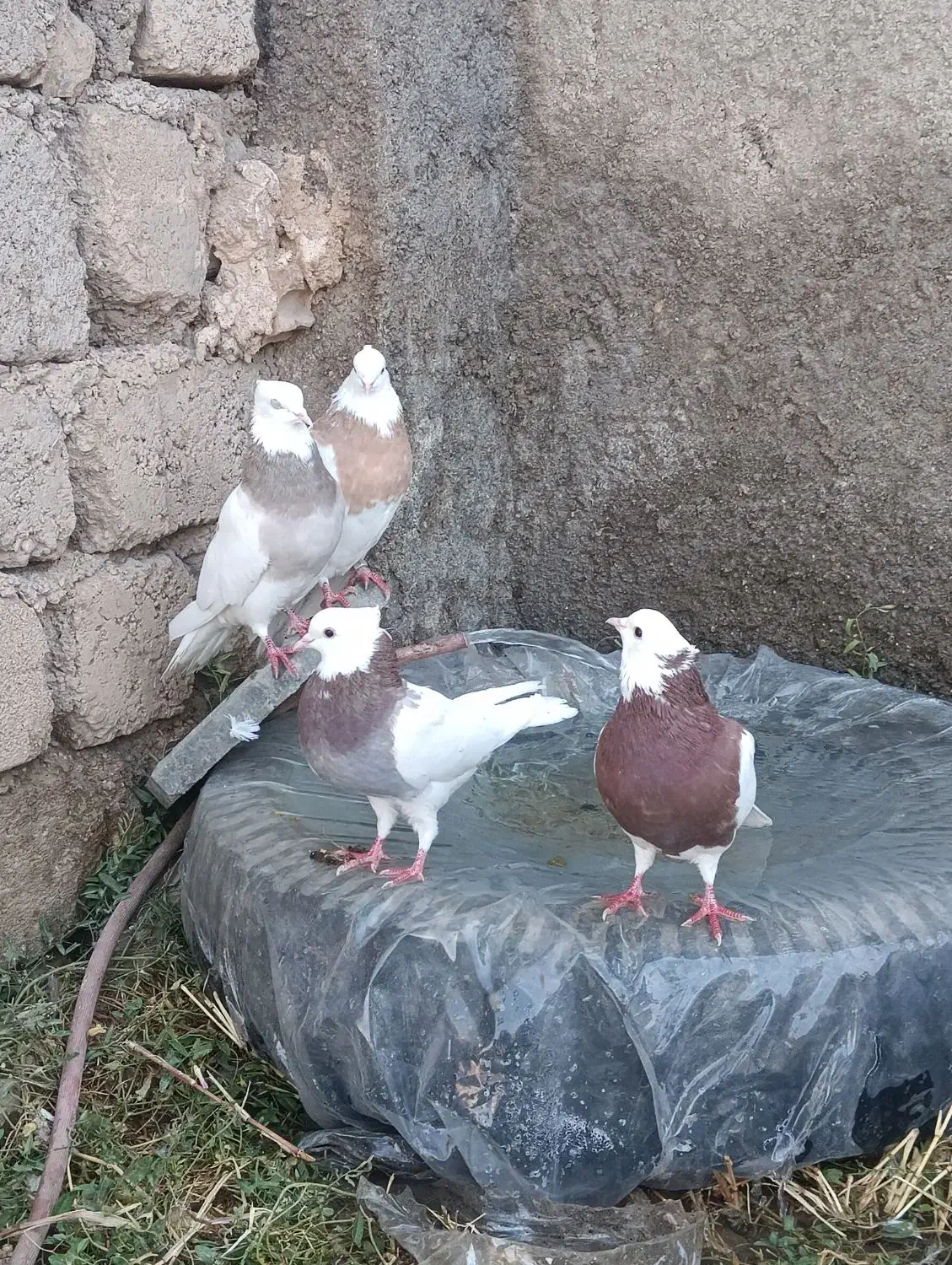 طوقی|پرنده|مبارکه, |دیوار
