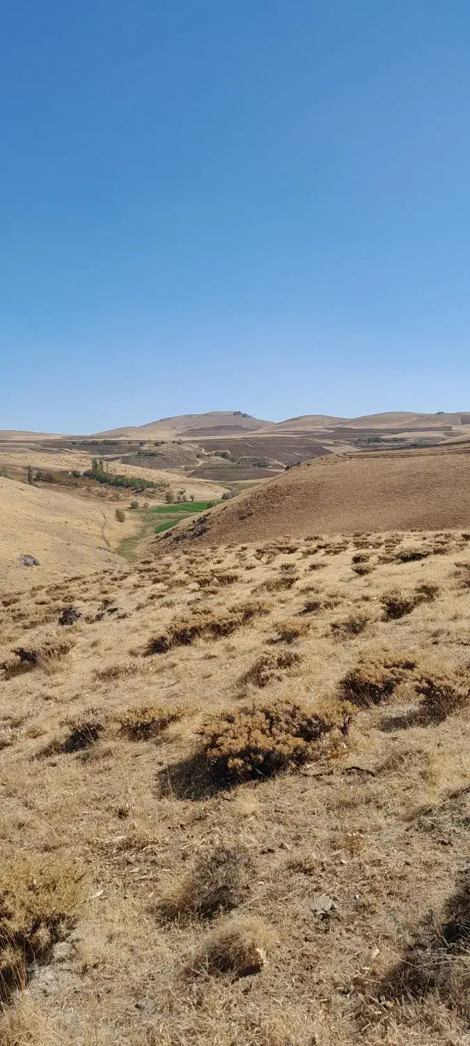 کاه دیواندره|لوازم جانبی حیوانات|سارال, |دیوار