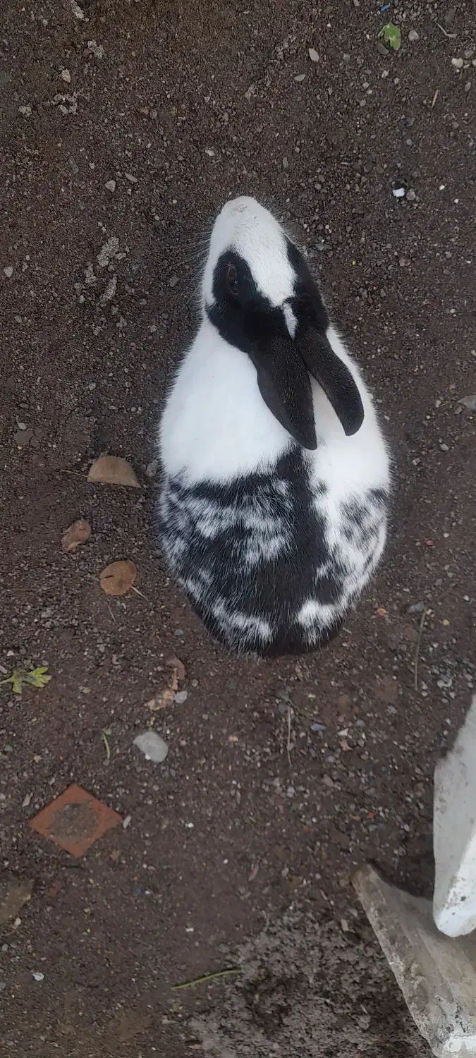 خرگوش ماده|موش و خرگوش|نیشابور, شهید بهشتی|دیوار