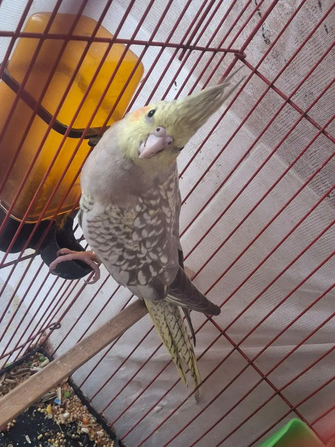 پرنده|پرنده|رامشیر, |دیوار