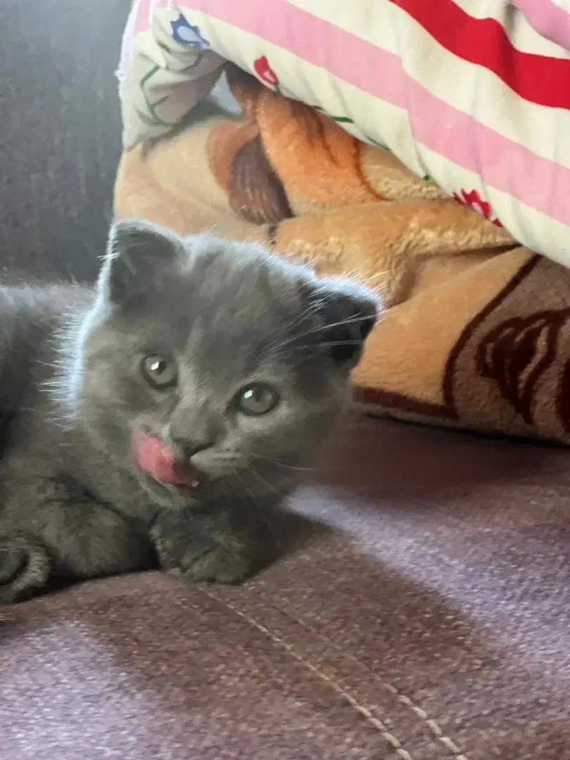 بچه گربه اسکاتیش|گربه|نوشهر, |دیوار