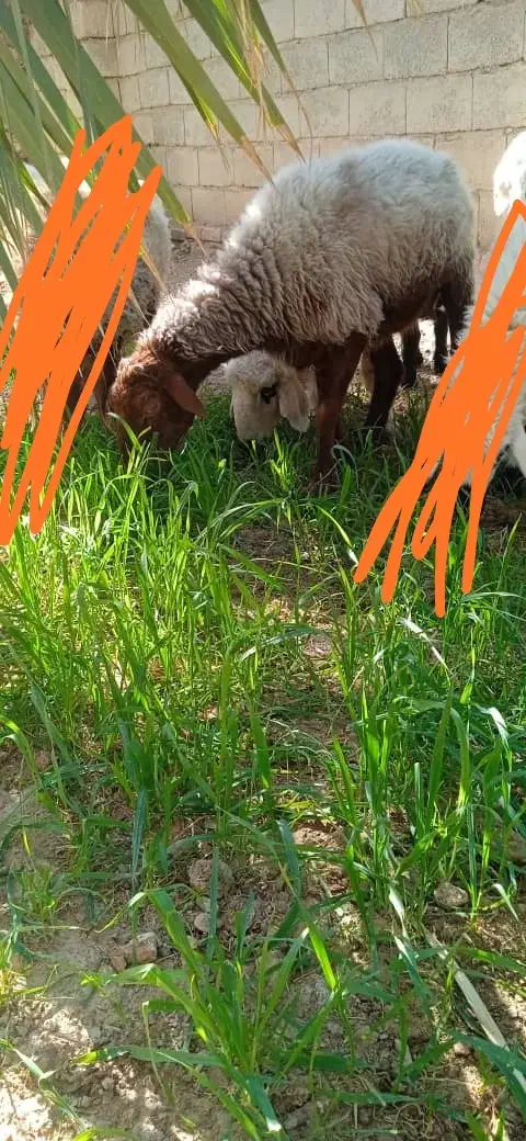 گوسفند میش|حیوانات مزرعه|سیب و سوران, |دیوار