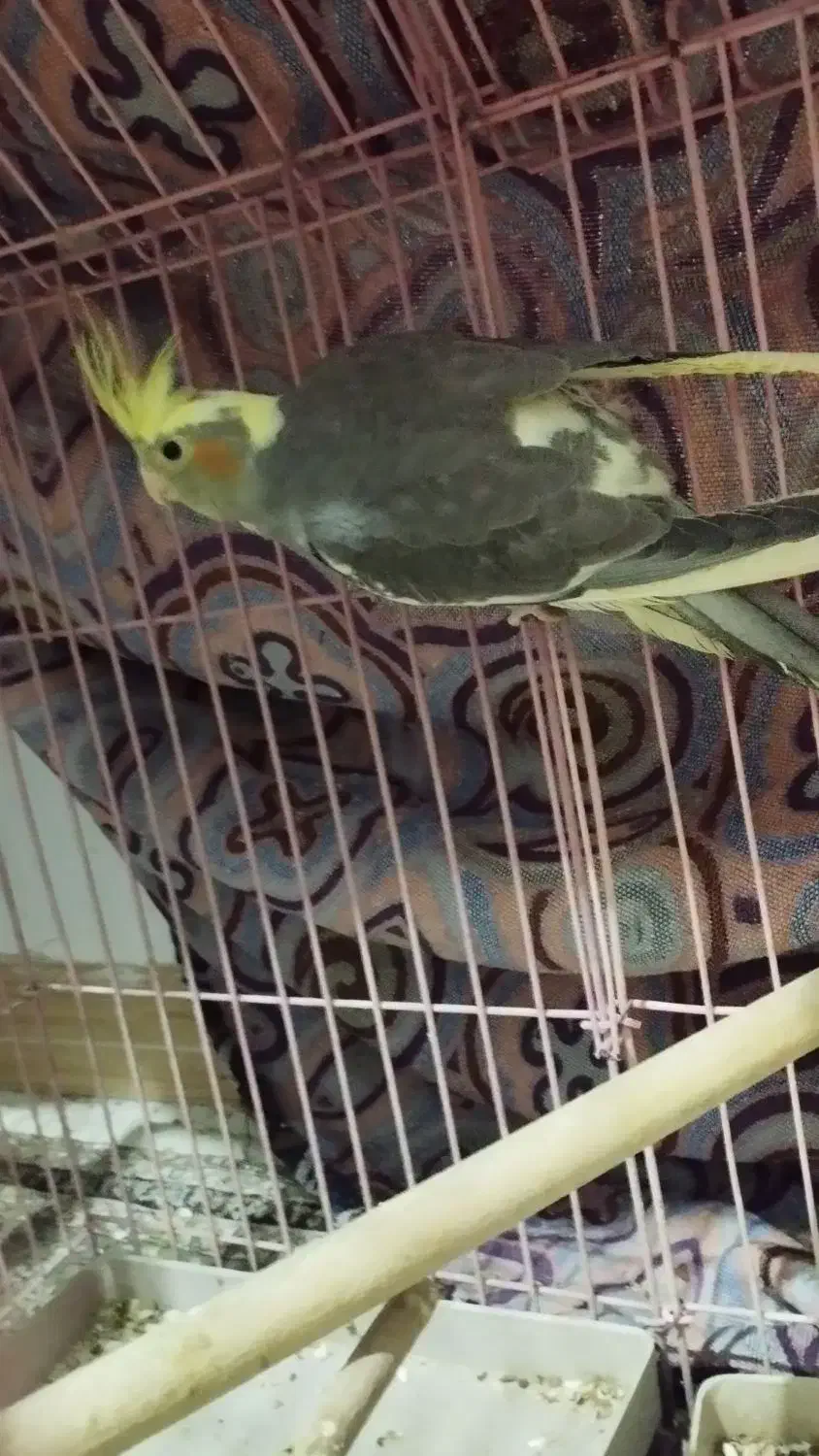 عروس هلندی|پرنده|محمدیه-قزوین, |دیوار