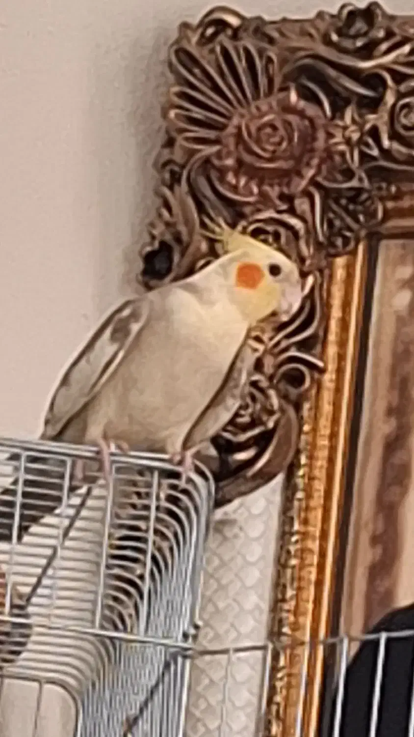 عروس هلندی لوتیو|پرنده|تهران, شهید فکوری|دیوار