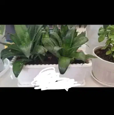 گل و گلدان طبیعی|گل و گیاه طبیعی|کرمانشاه, |دیوار