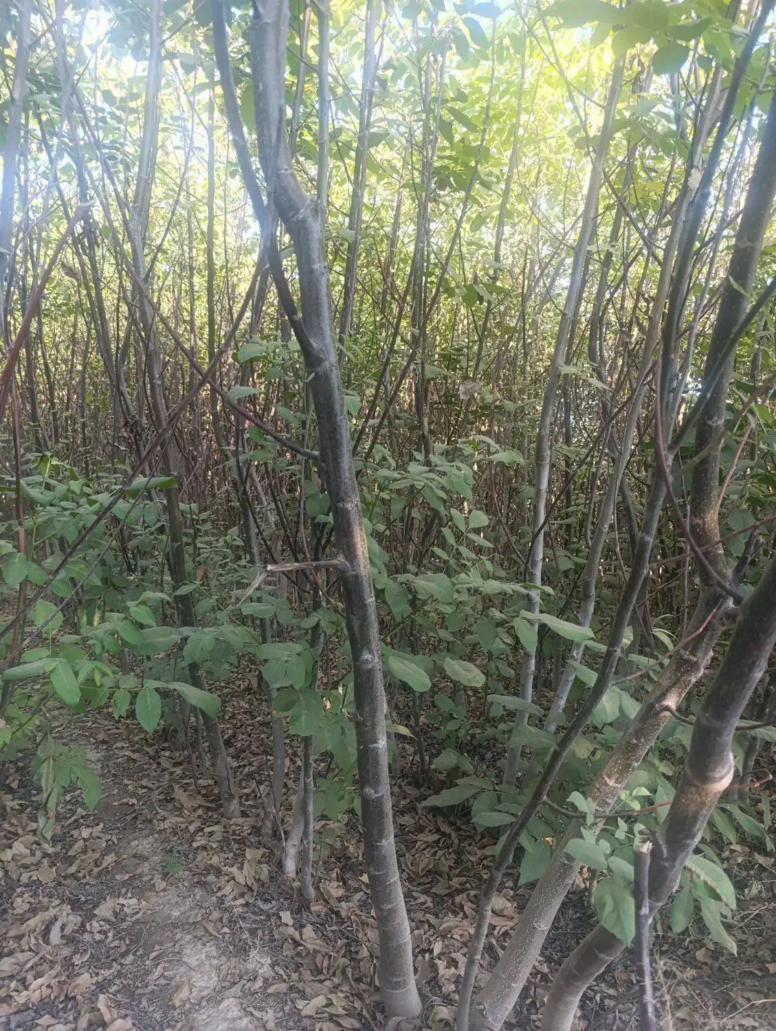 نهال های تنومند شیش ساله بزرگ و شاداب انواع گردو|خدمات باغبانی و درختکاری|یاسوج, |دیوار