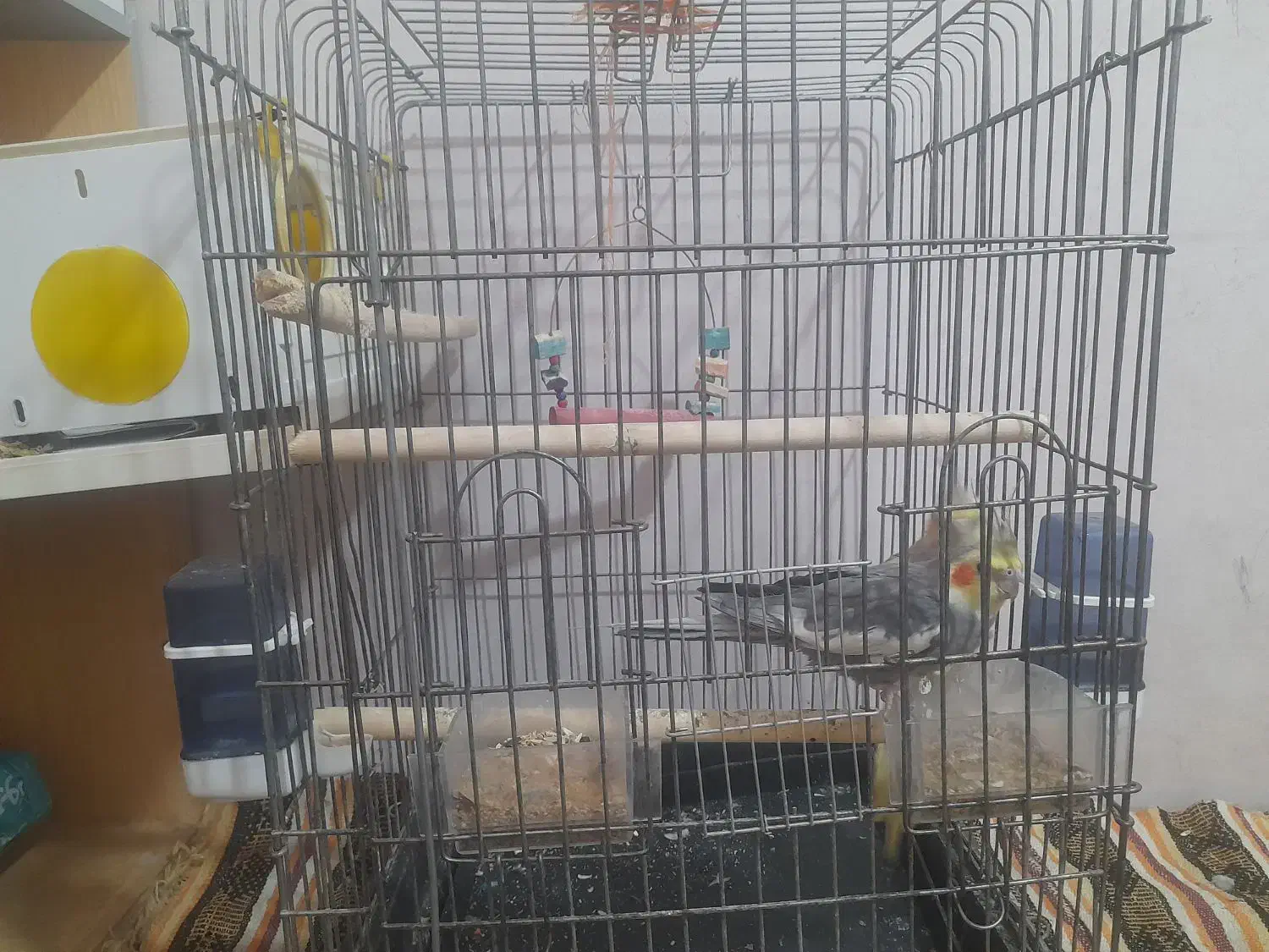 عروس هلندی|پرنده|فردیس, قریشی|دیوار