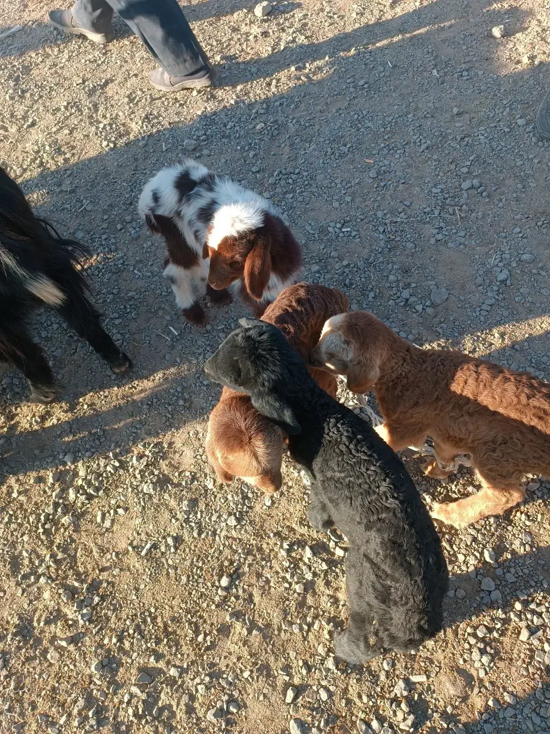 طلای سرخ|حیوانات مزرعه|میانه, |دیوار