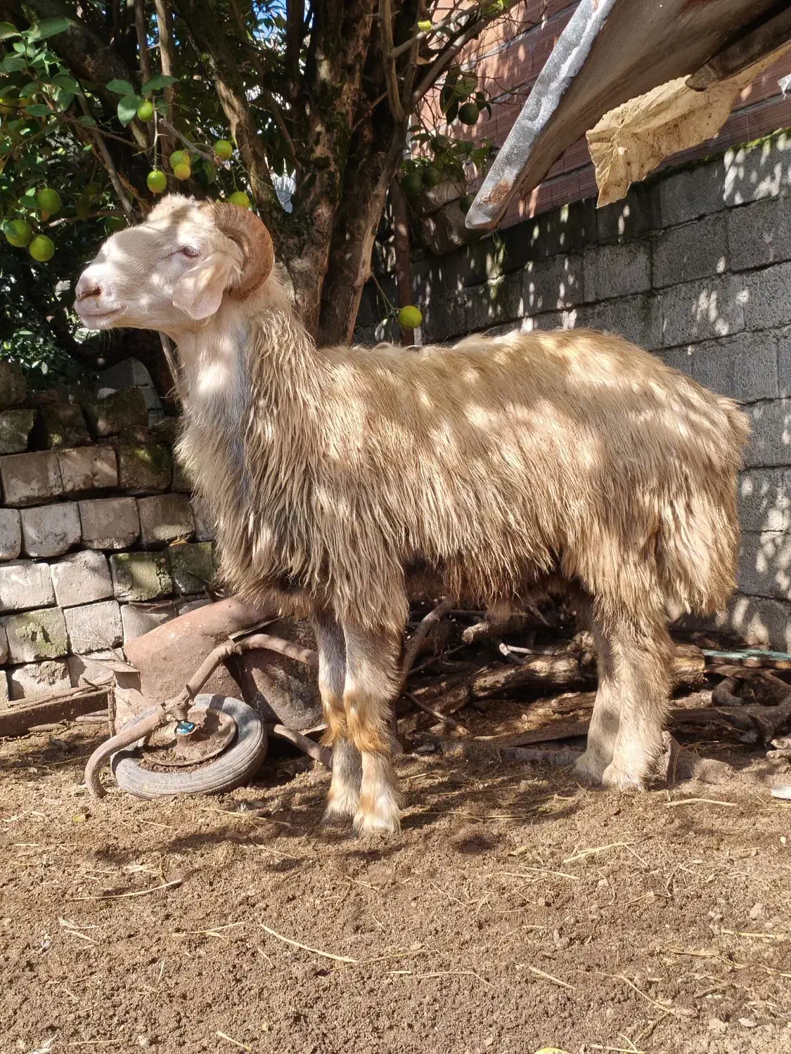 بره گوسفند قوچ تخمی کشتاری|حیوانات مزرعه|قائم‌شهر, |دیوار