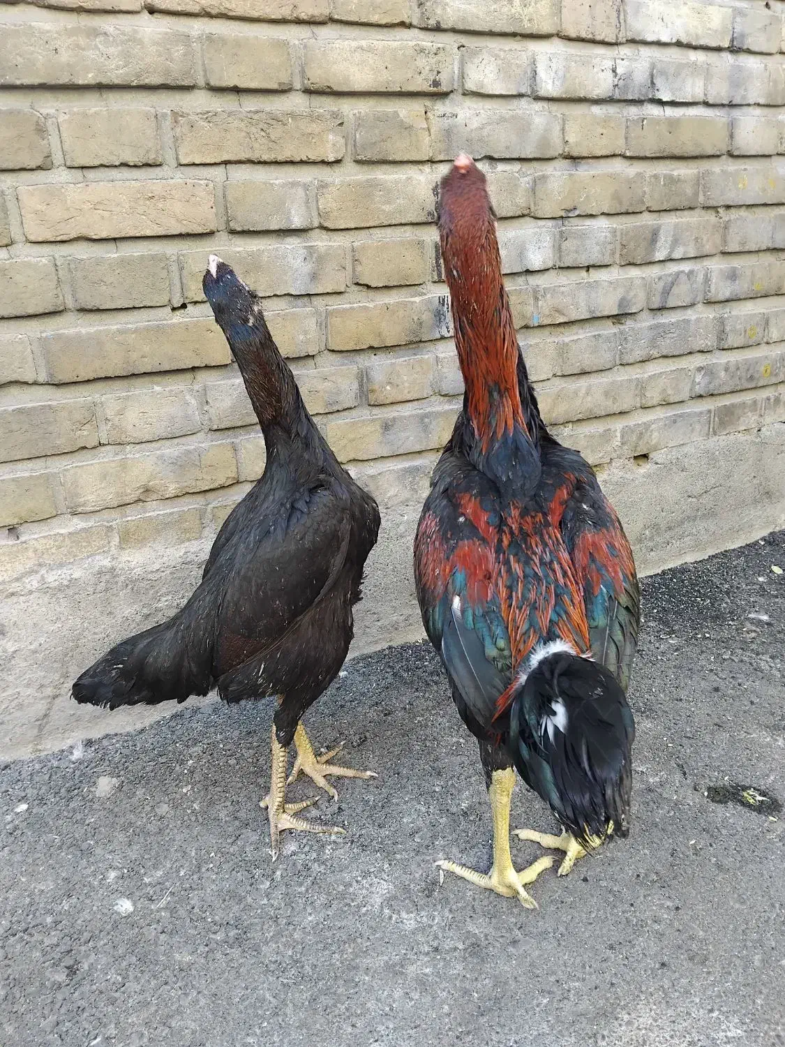 جوجه لاری|حیوانات مزرعه|تهران, شوش (باغ آذری)|دیوار