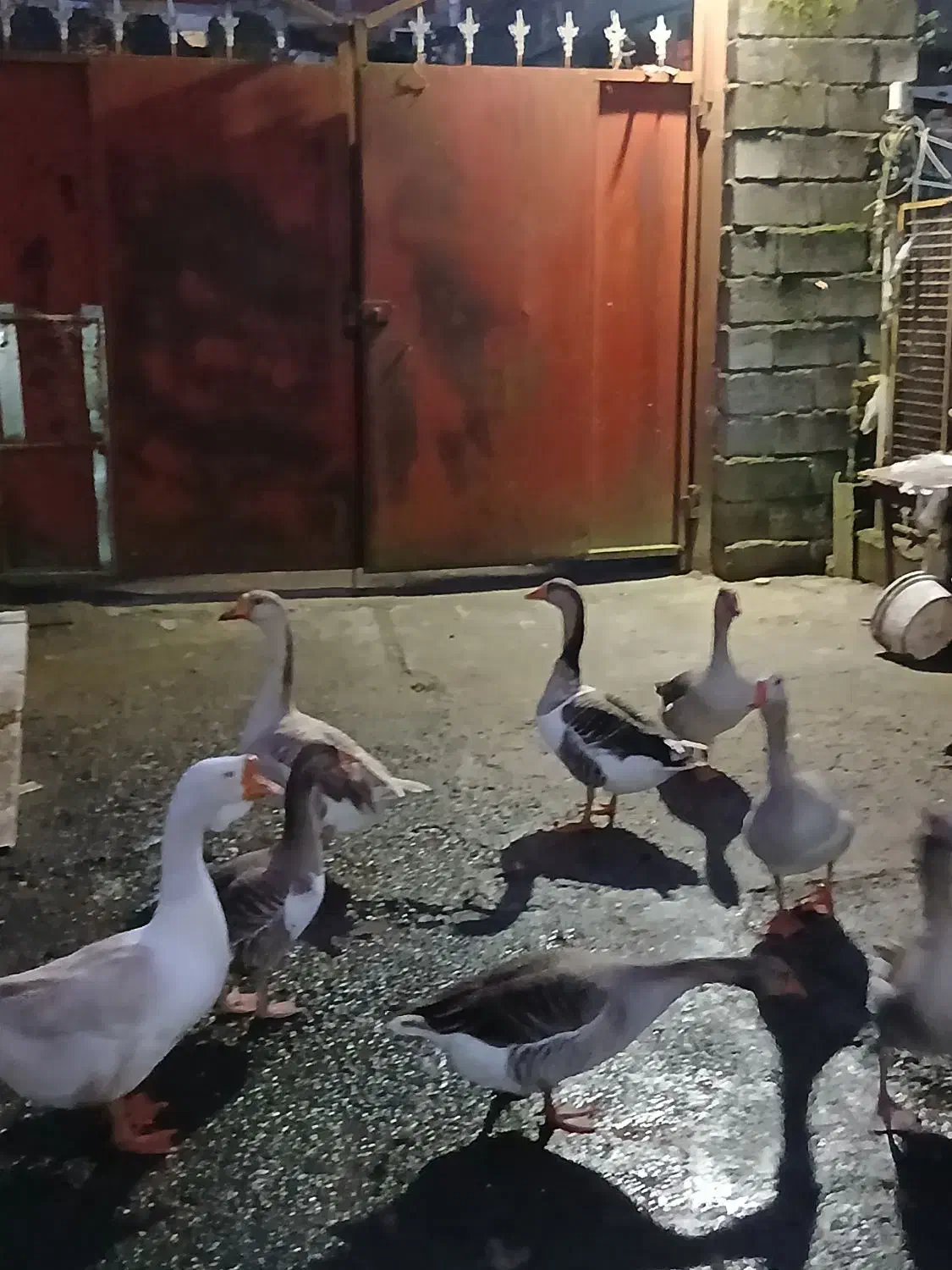 غاز|حیوانات مزرعه|آستارا, |دیوار