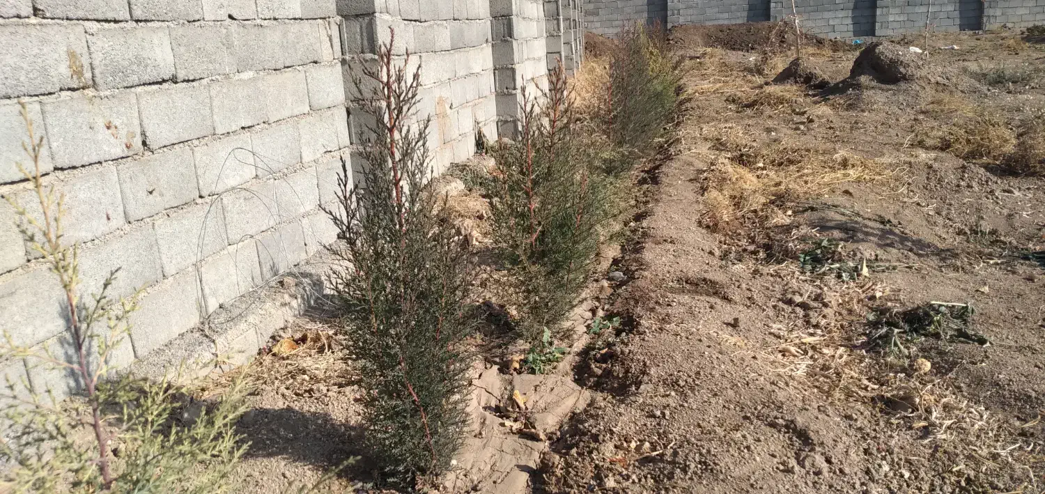 نهال سرو ناز  و نقره ای|گل و گیاه طبیعی|شاهرود, |دیوار